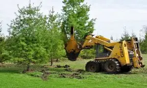 درخت کشی آسان تر شد /  اجاره درخت برای پایان کار ساخت و سازها