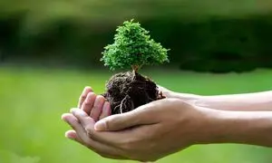 درختکاری تپسی در لتیان