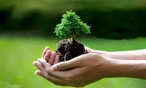 درختکاری تپسی در لتیان