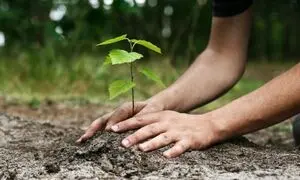 درختکاری «کوبل دارو» در نورآباد ممسنی
