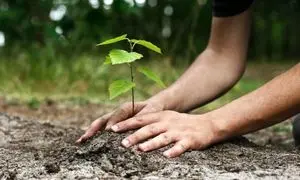 درختکاری «کوبل دارو» در نورآباد ممسنی