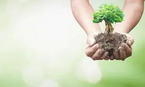 خرید نهال با 15 درصد تخفیف برای کاربران آسیاتک / به مناسبت هفته درخت کاری