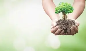 خرید نهال با 15 درصد تخفیف برای کاربران آسیاتک / به مناسبت هفته درخت کاری