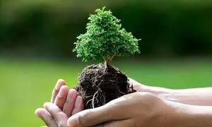 کاشت بیش از 1000 نهال بلوط در استان فارس توسط «ترب»