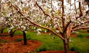 پرشکوفه‌ ترین روستاهای اطراف تهران برای عکاسی