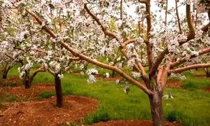 پرشکوفه‌ ترین روستاهای اطراف تهران برای عکاسی