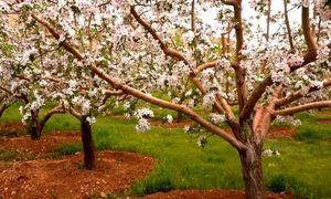 پرشکوفه‌ ترین روستاهای اطراف تهران برای عکاسی