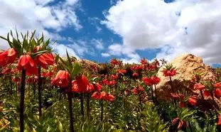 بهار؛ بهترین زمان بازدید از دشت لاله ‌های واژگون