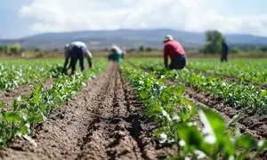 بهبود اوضاع سودآوری صنعت کشاورزی و دامپروری