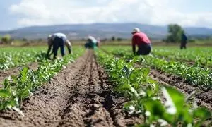 بهبود اوضاع سودآوری صنعت کشاورزی و دامپروری