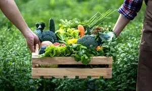 مهمترین فرصت‌ ها و تهدیدهای صنعت کشاورزی و دامپروری