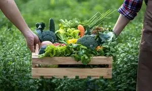 مهمترین فرصت‌ ها و تهدیدهای صنعت کشاورزی و دامپروری