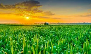 مشکل اساسی بخش کشاورزی مدیریت است