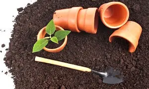 بررسی انوع خاک گلدان