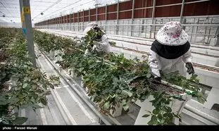 ایجاد شغل شهرک‌های کشاورزی برای 758 نفر