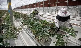 ایجاد شغل شهرک‌های کشاورزی برای 758 نفر