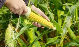 ذرت سوپر سوئیت بیسین به زودی تولید می شود
