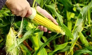 ذرت سوپر سوئیت بیسین به زودی تولید می شود