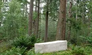 آیا می‌خواهید پس از مرگ جسدتان به درخت تبدیل شود؟