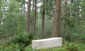 آیا می‌خواهید پس از مرگ جسدتان به درخت تبدیل شود؟