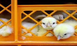 دلار 4200 تومانی ؛ قاتل جوجه های یک روزه