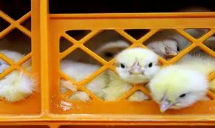دلار 4200 تومانی ؛ قاتل جوجه های یک روزه