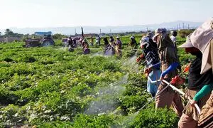 مرحله پنجم طرح اشتغال پایدار روستایی آغاز شد