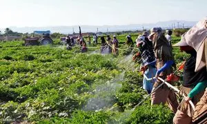 مرحله پنجم طرح اشتغال پایدار روستایی آغاز شد
