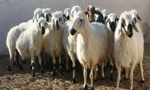 حضور پرسش بر انگیز گوسفندان در محوطه فرودگاه امام خمینی