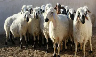 حضور پرسش بر انگیز گوسفندان در محوطه فرودگاه امام خمینی