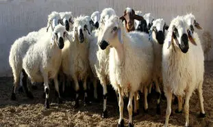 حضور پرسش بر انگیز گوسفندان در محوطه فرودگاه امام خمینی