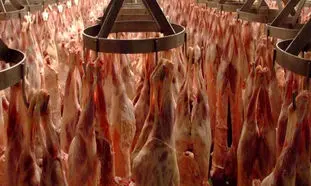 گرانی گوشت به دلیل قاچاق دام زنده