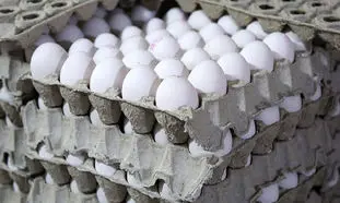 گرانی 2 برابری تخم مرغ از مرغداری تا بازار