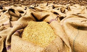 کاهش شدید واردات نهاده های دامی