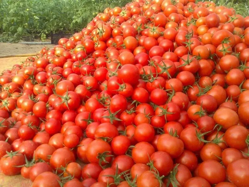 دلیل عجیب برای گرانی گوجه فرنگی
