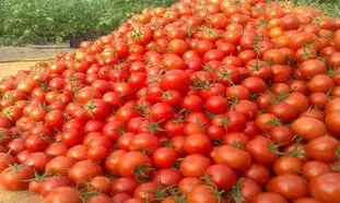 دلیل عجیب برای گرانی گوجه فرنگی
