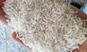 برنج به قیمت کمتر از 20 هزار تومان به بازار می آید