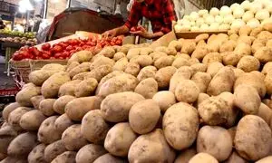 سیب زمینی گران و کمیاب می شود؟