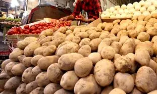 سیب زمینی گران و کمیاب می شود؟