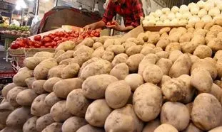 سیب زمینی گران و کمیاب می شود؟