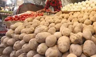 سیب زمینی گران و کمیاب می شود؟