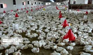 علت گرانی مرغ ؛ 48 هزار تن کنجاله سویا گم شد