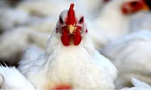 علت گرانی مرغ؛ گم شدن 2.5 میلیارد دلار ارز واردات خوراک طیور