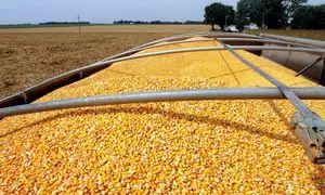 پشت پرده رانت ۱۶۰۰ میلیاردی ذرت