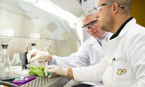 کنگره ملی علوم و صنایع غذایی بهمن‌ماه برگزار می‌شود