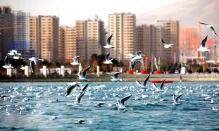 جستجوی تمساح در دریاچه چیتگر با کاوشگر موجی