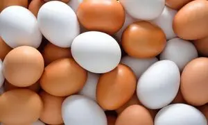 قیمت تخم مرغ در مرغداری گران تر از بازار