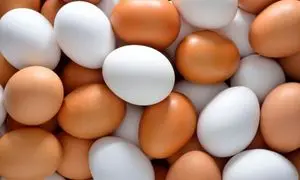 قیمت تخم مرغ در مرغداری گران تر از بازار