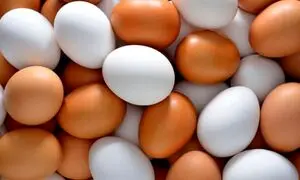 قیمت تخم مرغ در مرغداری گران تر از بازار