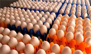 تخم مرغ شانه ای چند؟